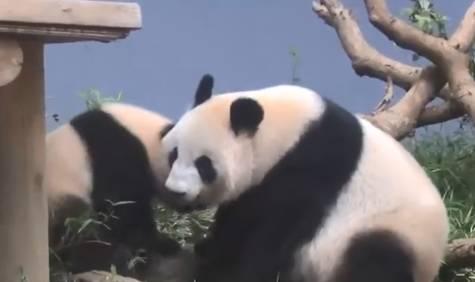 日本人 熊猫,中日文化交流的使者